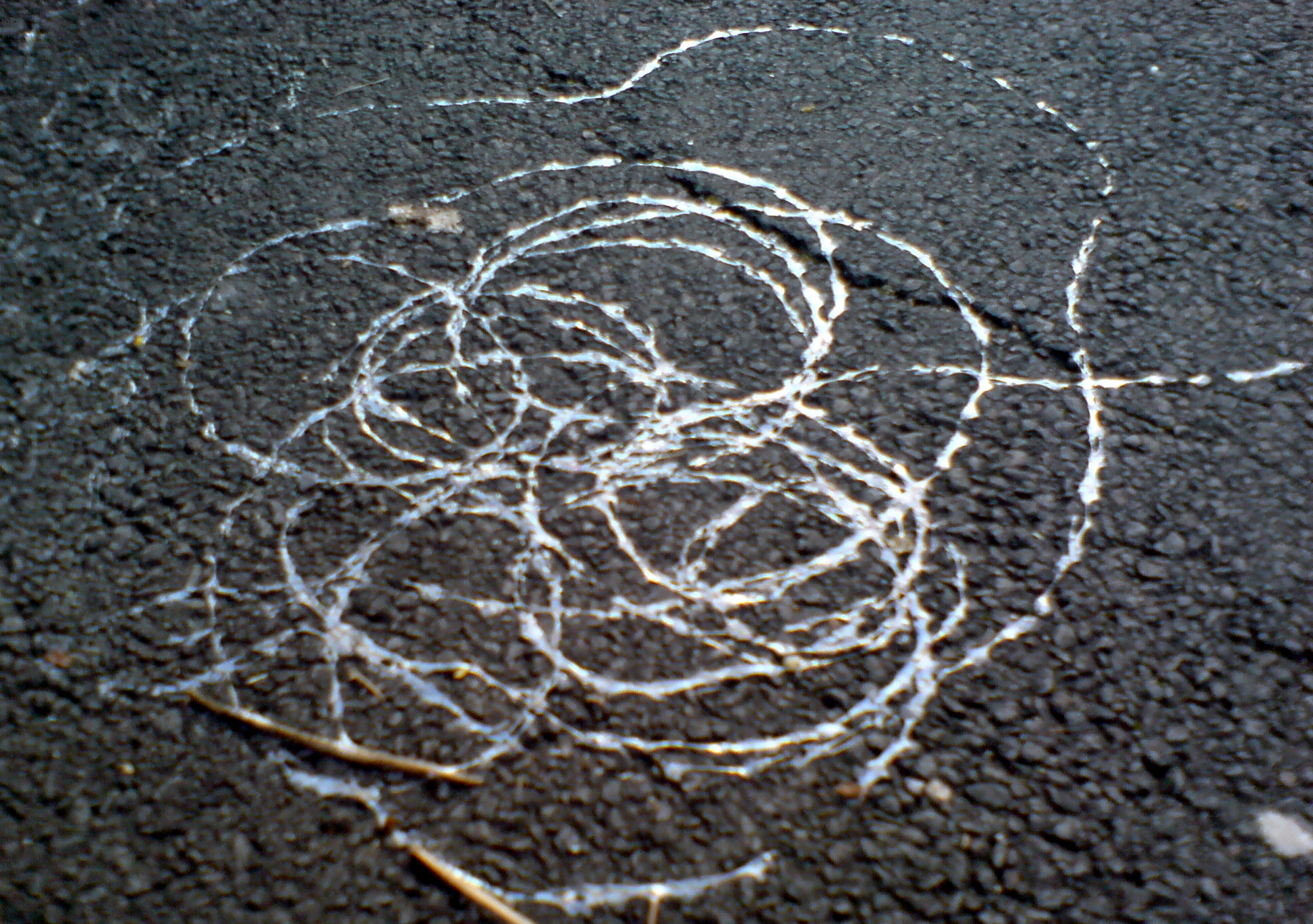 Intra woven Web Of Snail Trails 